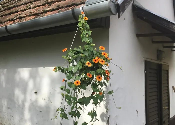 Kisszoeloe Szolosgyorok